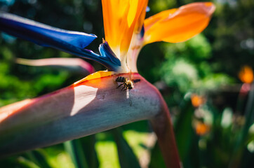 Bird of paradise flower