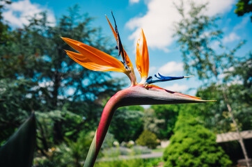 bird of paradise flower