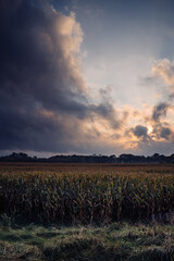 Maisfeld im Herbst