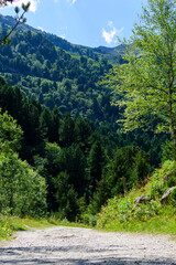 Les arbres en montagne à Meribel en France