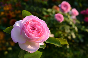 Blumen 1401