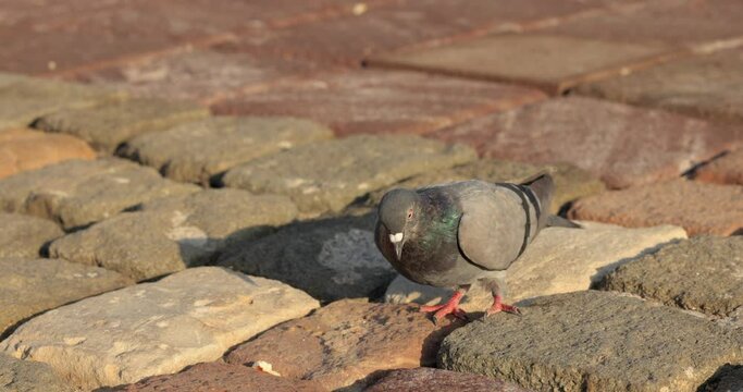 pigeons on the street