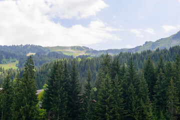 Sapins en montagne à Méribel en France