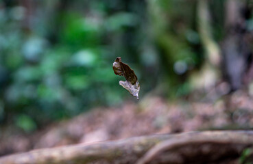 nature