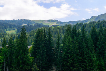 Sapins en montagne à Méribel en France