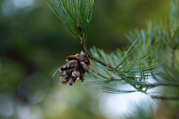a branch of a pine