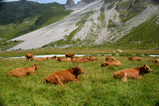 Les vaches des montagnes à Méribel à Savoie.