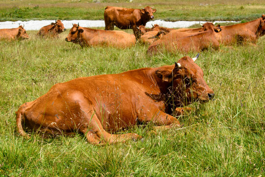 Les vaches des montagnes à Méribel à Savoie.