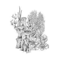 Coral reef colony with seaweed, monochrome sketch vector illustration isolated on white background.