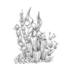 Underwater corals and seaweed or algae grass, engraving vector illustration. - obrazy, fototapety, plakaty