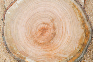 Fototapeta premium Cut a tree. Slice. Wooden slab. Tree rings of the trunk.