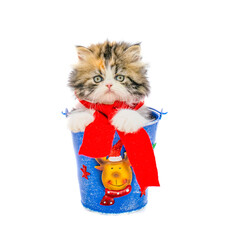 cute persian kitten inside a christmas box on isolated white background