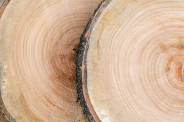 Cut a tree. Slice. Wooden slab. Tree rings of the trunk.