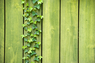 Green vine of ivy