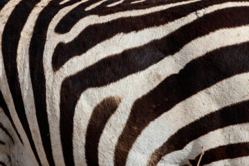 Fototapeta na wymiar Texture of the zebra skin for background