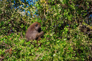 Naklejka na ściany i meble Olive baboon (Papio anubis), also called the Anubis baboon, on a tree in Lake Manyara National Park in Tanzania