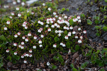Moselyng (Harrimanella hypnoides)