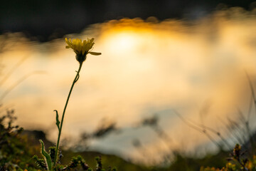 Flower in the morning sun.