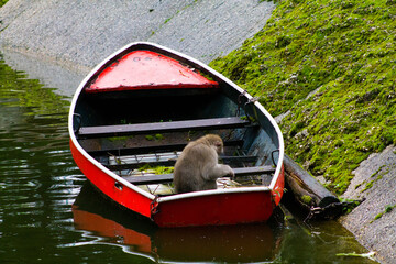 Close up of a monkey sitting in a small wooden boat parking next to the land with moss