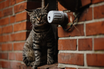 Katze im Fenster