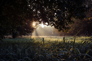 Herbstmorgen im Park