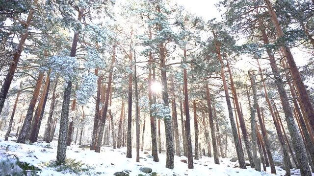 Video stock of a view of a forest with snow and sun in the back