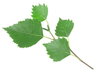 Spring branch birch with green leaves isolated on a white background