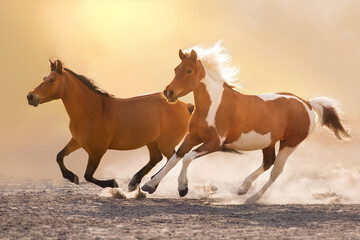 Two horse run gallop in sunlight in desert dust