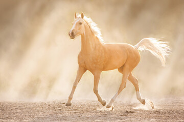 Fototapeta na wymiar Horse free run in sunlight in desert