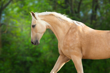 Cremello horse with long mane free run in green meadow close up portrait
