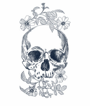 Blue skull with flowers vintage style illustration	