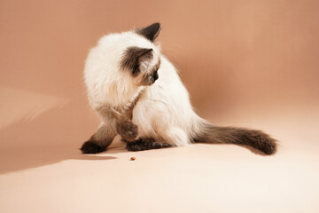 A small beige colored ragdoll baby kitten cat playing on a beige colored surface