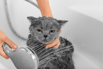 Bathing the cat