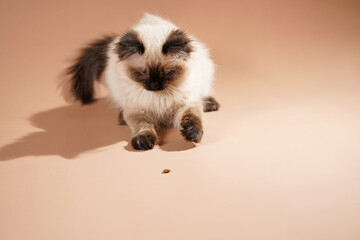 A small beige colored ragdoll baby kitten cat playing on a beige colored surface