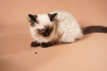 A small beige colored ragdoll baby kitten cat playing on a beige colored surface