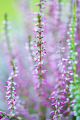 Closeup shot of pink heather flowers on a blurred background 