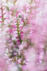 Closeup shot of pink heather flowers on a blurred background 