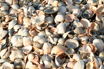 Shell beach. Texture of thousands seashells, background for a post, screensaver, wallpaper, postcard, poster, banner, cover, header for a website. High quality photo