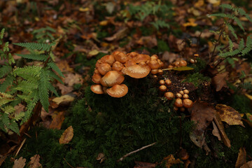Autumn mushrooms grow in the forest on a stump