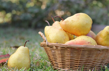 Pears in Wicker Basket Outdoors in Autumn