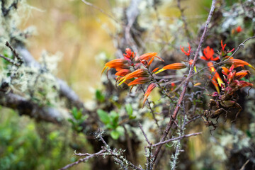 Hike to Paramo de Guacheneque, birthplace of the Bogota River. typical plant of the andean...
