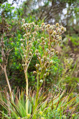 Hike to Paramo de Guacheneque, birthplace of the Bogota River. A thistle, typical plant of the andean vegetation. at Villapinzón, Cundinamarca, Colombia