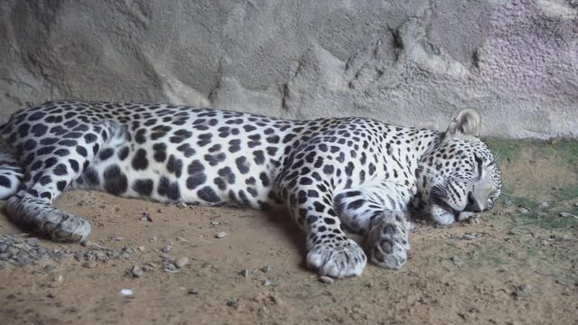 Arabian Leopard (Panthera pardus nimr) sleeping close up, a near extinct, very threatened Arabian animal in the UAE and Oman