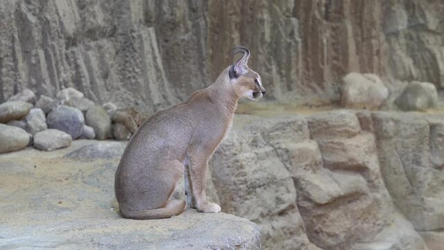 Caracal (caracal caracal) sitting in the sand close up - an endangered cat of the middle east and Africa