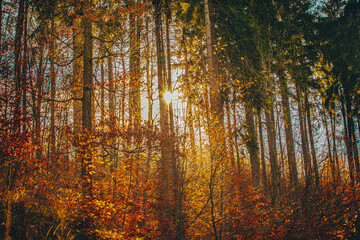 Fototapeta premium Autumn in Mountains, Poland 2021 November.