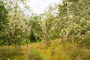 Obraz premium Hike to Paramo de Guacheneque, birthplace of the Bogota River. Lichen on shrub, typical of the andean vegetation. at Villapinzón, Cundinamarca, Colombia