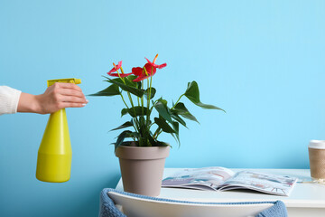 Woman spraying water on anthurium flower near color wall, closeup