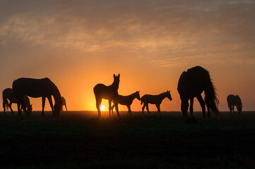 Fototapeta na wymiar Silhouettes of horses at sunset with a beautiful sky