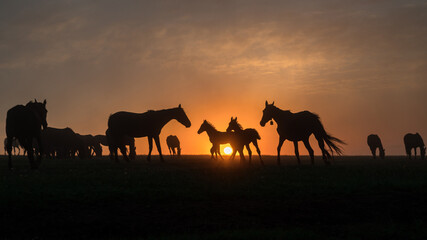 Fototapeta na wymiar Silhouettes of horses at sunset with a beautiful sky