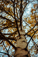 Fototapeta premium tree in the autumn